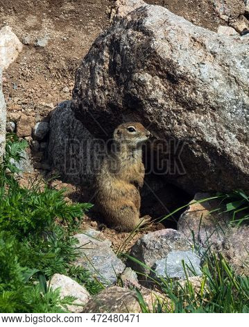 Ground Squirrel On Hind Legs In Natural Habitat