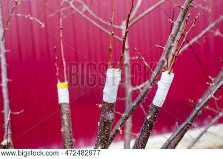 Grafting Of Fruit Trees By Split Grafting Method. Tree Branches With Grafted Cuttings Against A Fenc