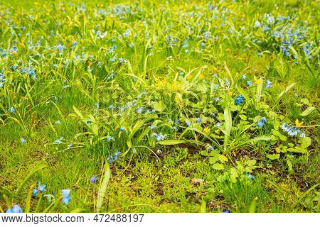 Scilla Sibirica In Green Grass, Spring Bulbous Plant Of Hyacinth Family. Front View, Blue Flower
