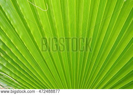 Palm Leaves Texture With Shadow And Light. Palm Leaves Of Bright Green And Yellow Colors. Tropical B