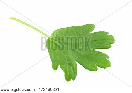 Green Leaves Of Gooseberry, Isolated On White Background. Agrus Leaves File Contains Clipping Path.
