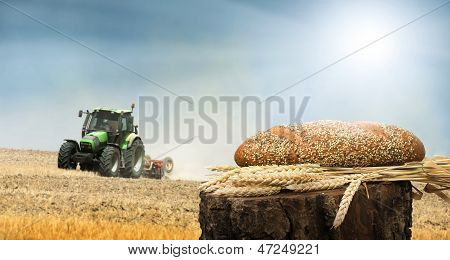 Pan y Cereal de trigo Crops.traktor en el fondo