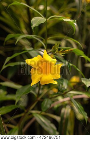 Allamanda Cathartica, Allamanda Cathartica, In Rio De Janeiro, Brazil