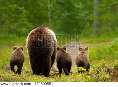 Close Up Of Eurasian Brown Bear (ursos Arctos) Mama With Her Three Cubs Heading Back To A Forest, Fi