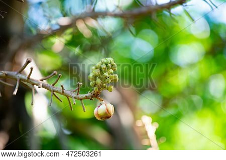 Closeup Of Cannonball Flower Plant. Cannonball Flower Tropical Plant. Photo Of Cannonball Flower.