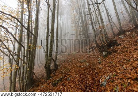 2022 10 23 Durlo Forest And Fog