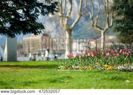 Colourful Tulips Blossoming In City Park Of Lecco Town On Spring Day. Picturesque Waterfront Of Lecc