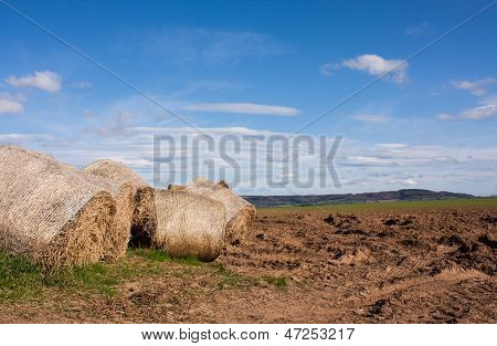 Grass Roll
