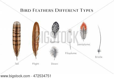 Bird Feather Types Set. Watercolor Illustration. Various Bird Feather Style Collection. Flight, Tail