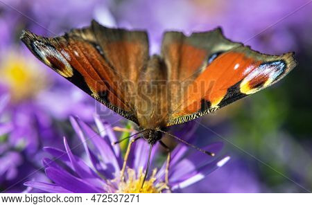 Peacock Butterfly Sitting On Blueflower, In Latin Inachis Io Or Aglais Io
