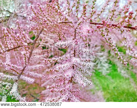 Tamarix Ramosissima Pink Cascade Whitish Pink Flowers Close Up. Leaves Are Pale Green Scale-like, Fe