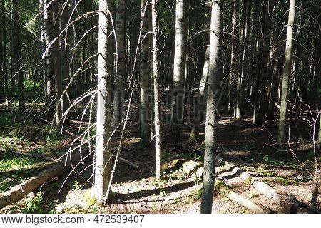 Taiga Biome Dominated By Coniferous Forests. Picea Spruce, Genus Of Coniferous Evergreen Trees In Th