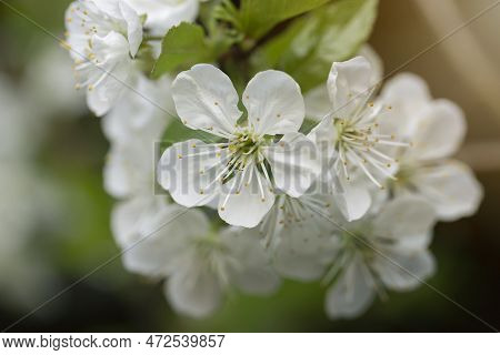 Flowers. Spring. Cherries. White Cherry Blossoms. Spring Gardens With Blooming Trees. Spring Garden.