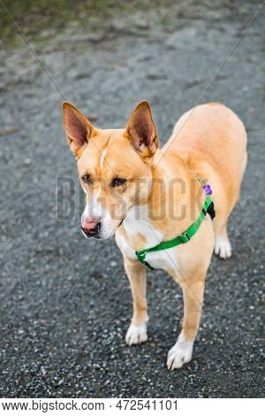 Australian Cattle Dog Red Coat With A Harness In The Park. Nobody, Copy Space,
