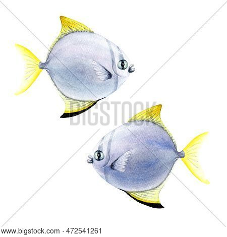 Silver Moony Coral Reef Fish. Watercolor Illustration Isolated On White Background