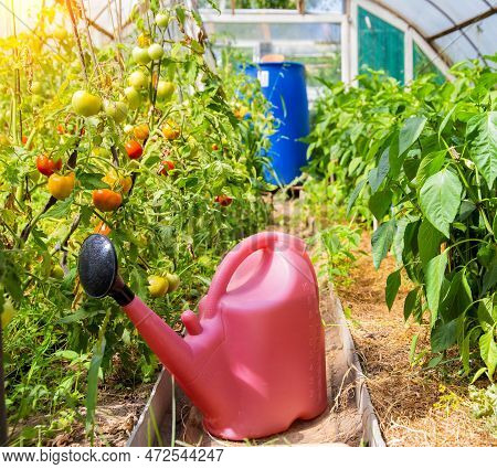 Red Watering Can With Top Dressing For Tomatoes And Peppers In The Greenhouse. Fertilizers For The G