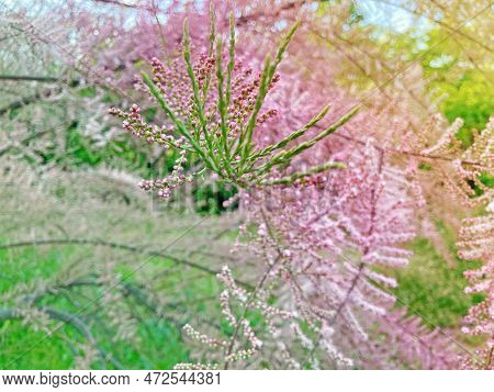 Tamarix Ramosissima Pink Cascade Whitish Pink Flowers Close Up. Leaves Are Pale Green Scale-like, Fe