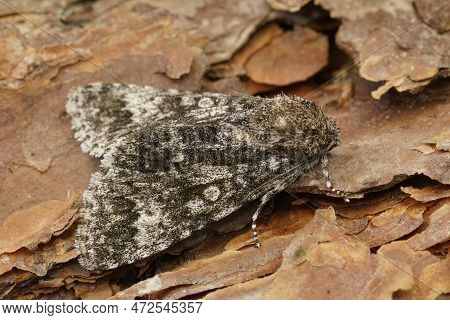Closeup Of The Poplar Grey Owlet Moth, Subacronicta Megacephala Sitting On Wood In The Garden