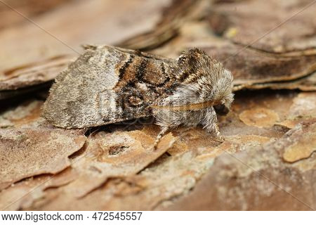 Detailed Closeup On A Nut-tree Tussock Moth, Colocasia Coryli Sitting On A Piece Of Wood