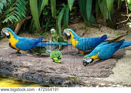 The Blue-and-yellow Macaw In Parque Das Aves Foz Do Iguacu Brazil Parana State. Ara Ararauna Also Kn
