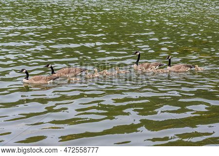 Four Canadian Geese With Goslings Swimming On Loch Leven In Cypress Hills Interprovincial Park, Sk