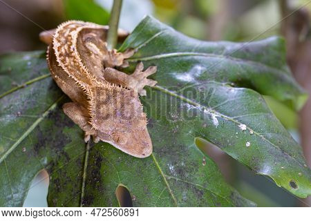 Close-up Image Of Eyelash Gecko (correlophus Ciliatus)