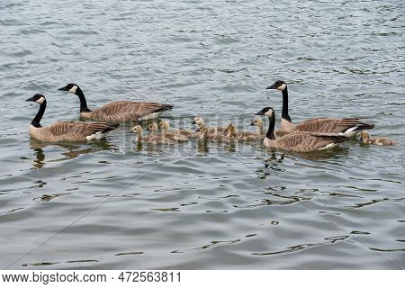 Four Canadian Geese With Goslings Swimming On Loch Leven In Cypress Hills Interprovincial Park, Sk