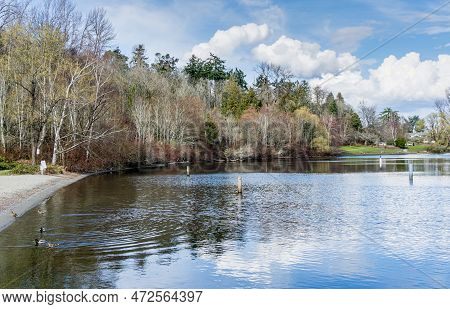 Trres Along Lake Washington In Seattle. It Is Early Spring.
