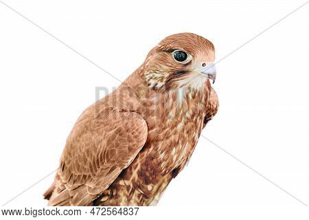 Falcon Sits On The Glove Of A Hunter Dressed In Retro Style, Isolated On A White Background. Red Bac