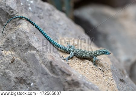Close-up Image Of Sharp-snouted Lizard (dalmatolacerta Oxycephala)