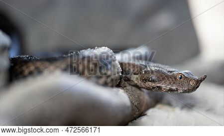 Close Up Image Of Nose-horned Viper (vipera Ammodytes)