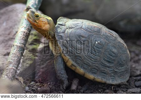 Close-up Image Of Chinese Box Turtle (cuora Flavomarginata)