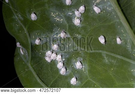 Whitefly Aleyrodes Proletella Agricultural Pest On Cabbage Leaf.