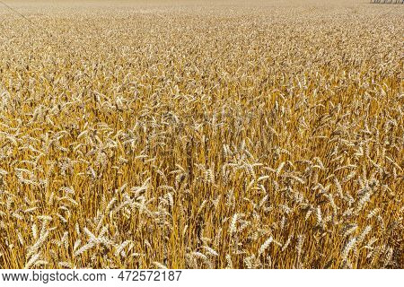 Grains On The Field, Redy For Harvest, Golden Wheat In The Sun. Fields Full Of Cereals. Golden Ripe 