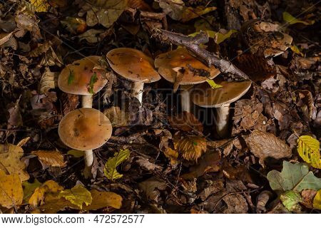 Poison Pie Mushroom Hebeloma Crustuliniforme Growing Through The Autumnal Leaves.
