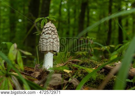 Coprinopsis Picacea Is A Species Of Fungus In The Psathyrellaceae. It Is Commonly Called Magpie Fung