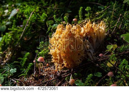 Yellow Edible Coral Mushroom Ramaria Flava Mushroom In The Forest, Close-up.