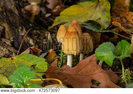 Coprinellus Micaceus Growing On Rotten Stumb. Many Little Mica Cap Mushrooms In An Autumn Forest. Gr