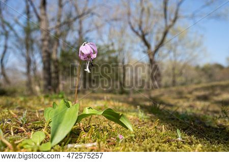 Dogtooth Violet Flower On A Green Moss In Front Of Trees