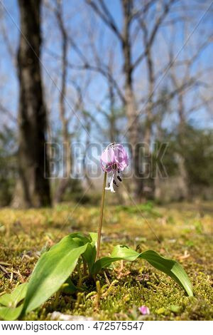Dogtooth Violet Flower On A Green Moss In Vertical Composition