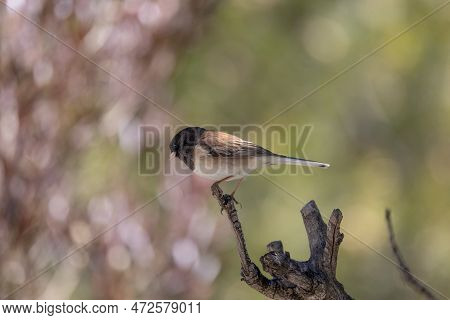 Dark Eyed Junco On A Tree Branch