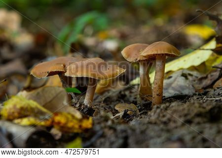 Gymnopus Hariolorum Mushrooms On The Old Stump.