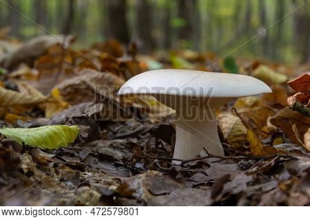 Edible Mushroom Clitocybe Nebularis In The Beech Forest. Known As Lepista Nebularis, Clouded Agaric 