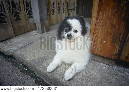 A Black-white Dog Lay On The Ground In Samchuk Old Market, Suphan Buri Province, Thailand.