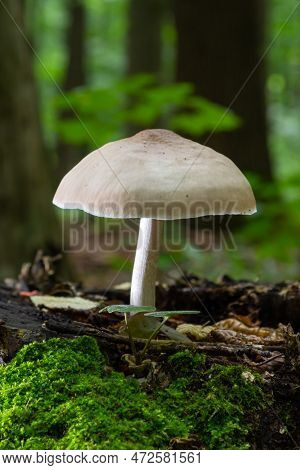 Volvariella Gloiocephala Is Alsno Known As Big Sheath Mushroom, Rose-gilled Grisette Or Stubble Rose