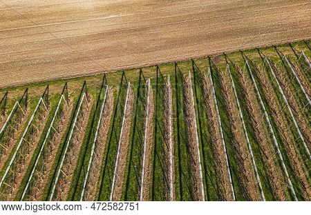 Aerial View Of Orchard With Apple Trees During Sunset. The Fields Are Covered With A Hail Net. Beaut