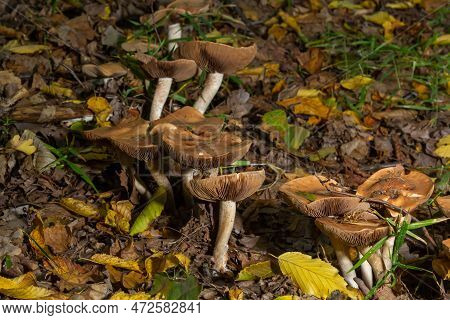 Poison Pie Mushroom Hebeloma Crustuliniforme Growing Through The Autumnal Leaves.