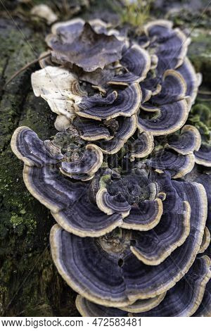 Detail Of Mushrooms And Fungi On An Old And Dead Tree Trunk In The Forest