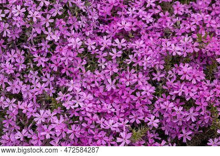 Lilac Aubrieta Deltoidea Flowers In The Garden.