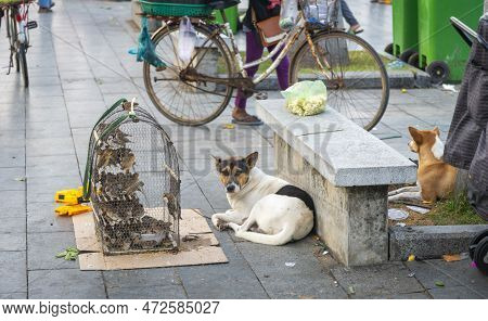 Street Dog Relaxes On The Pavement Oblivious Of The Small Birds,khmer People Buy A Bird To Make A Wi